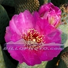 JT-078 A Single Pink Cactus Blooms in April.