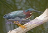 EV-026 Perched Green Heron