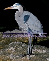 EV-019 A Blue Heron Poses At Night.