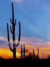 SU-002 Saguaro Cactus Sunset