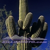 SU-007 Saguaro Cactus Afternoon