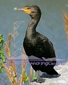 EV-027 Cormorant Struts His Stuff In Alligator Alley.