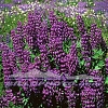 OL-031 Olympic Alpine Lupine