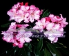 RW-053 Pink Redwood Rhododendron