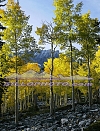 GB-006 Jeff Davis Peak and Fall Aspen Colors