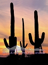 SU-003 Saguaro Cactus Sunset