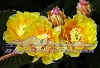 BB-022 Golden Cactus Flowers