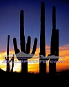 SU-001 Saguaro Cactus Sunset