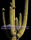 SU-004 Saguaro Cactus Afternoon